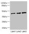 Zinc Finger Protein 24 antibody, LS-C676751, Lifespan Biosciences, Western Blot image 