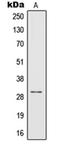 Interleukin 1 Beta antibody, orb214093, Biorbyt, Western Blot image 