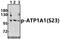 ATPase Na+/K+ Transporting Subunit Alpha 1 antibody, A00956S23, Boster Biological Technology, Western Blot image 