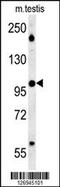 WD Repeat Domain 11 antibody, 62-018, ProSci, Western Blot image 