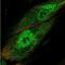 Tripartite Motif Containing 22 antibody, NBP1-81795, Novus Biologicals, Immunofluorescence image 