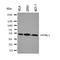 Hyaluronidase 1 antibody, orb137952, Biorbyt, Western Blot image 