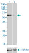 TNF Receptor Associated Factor 6 antibody, LS-C198368, Lifespan Biosciences, Western Blot image 