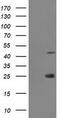 Taspase 1 antibody, CF502281, Origene, Western Blot image 