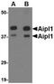 Aryl Hydrocarbon Receptor Interacting Protein Like 1 antibody, NBP1-76956, Novus Biologicals, Western Blot image 
