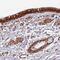 Chromosome 7 Open Reading Frame 50 antibody, PA5-62583, Invitrogen Antibodies, Immunohistochemistry paraffin image 