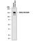 Solute Carrier Family 12 Member 5 antibody, MAB8369, R&D Systems, Western Blot image 