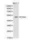 Mjd antibody, LS-C192505, Lifespan Biosciences, Western Blot image 