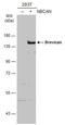 Brevican antibody, GTX119374, GeneTex, Western Blot image 
