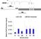 Protein Tyrosine Kinase 2 Beta antibody, 700183, Invitrogen Antibodies, Chromatin Immunoprecipitation image 