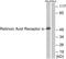 Retinoic Acid Receptor Alpha antibody, LS-C118334, Lifespan Biosciences, Western Blot image 