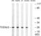 Transcription Elongation Factor A Like 6 antibody, LS-C120434, Lifespan Biosciences, Western Blot image 