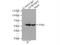 Golgi Reassembly Stacking Protein 2 antibody, 10598-1-AP, Proteintech Group, Immunoprecipitation image 