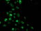 p53 antibody, LS-C337404, Lifespan Biosciences, Immunofluorescence image 