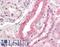 Acyl-CoA Synthetase Long Chain Family Member 1 antibody, LS-B8879, Lifespan Biosciences, Immunohistochemistry frozen image 