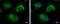 Ubiquitin Conjugating Enzyme E2 R2 antibody, GTX117722, GeneTex, Immunofluorescence image 