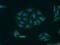 GRIP1 Associated Protein 1 antibody, 15806-1-AP, Proteintech Group, Immunofluorescence image 