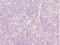 Zinc Finger DHHC-Type Containing 16 antibody, LS-C676734, Lifespan Biosciences, Immunohistochemistry paraffin image 