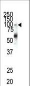 Ephrin type-A receptor 1 antibody, LS-C100253, Lifespan Biosciences, Western Blot image 