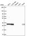 Ubiquitin Conjugating Enzyme E2 R2 antibody, NBP2-57527, Novus Biologicals, Western Blot image 