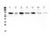 Mediator Complex Subunit 15 antibody, PA5-79656, Invitrogen Antibodies, Western Blot image 