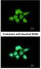 Dual Specificity Phosphatase 8 antibody, NBP1-31169, Novus Biologicals, Immunocytochemistry image 
