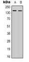 TAG-72 antibody, orb388042, Biorbyt, Western Blot image 