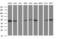 Secernin 1 antibody, MA5-26340, Invitrogen Antibodies, Western Blot image 