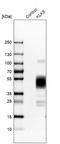 Kallikrein Related Peptidase 5 antibody, HPA014343, Atlas Antibodies, Western Blot image 