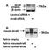 Stimulated by retinoic acid gene 6 protein antibody, MBS421539, MyBioSource, Western Blot image 