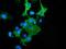 DnaJ homolog subfamily A member 2 antibody, GTX84610, GeneTex, Immunocytochemistry image 