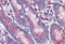 G Protein-Coupled Receptor 3 antibody, MBS245574, MyBioSource, Immunohistochemistry frozen image 