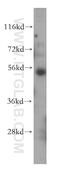BTB Domain Containing 1 antibody, 15859-1-AP, Proteintech Group, Western Blot image 