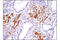 C-X-C Motif Chemokine Ligand 12 antibody, 97958S, Cell Signaling Technology, Immunohistochemistry paraffin image 