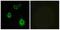 Olfactory Receptor Family 5 Subfamily H Member 6 (Gene/Pseudogene) antibody, A16532, Boster Biological Technology, Immunofluorescence image 