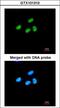 ATRX Chromatin Remodeler antibody, LS-C185396, Lifespan Biosciences, Immunocytochemistry image 