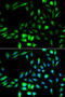 Karyopherin Subunit Alpha 2 antibody, 16-503, ProSci, Immunofluorescence image 