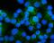 Synaptosome Associated Protein 23 antibody, PA1774, Boster Biological Technology, Immunofluorescence image 
