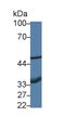 Absent In Melanoma 2 antibody, LS-C373465, Lifespan Biosciences, Western Blot image 