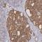 G Protein Subunit Alpha Z antibody, NBP1-88111, Novus Biologicals, Immunohistochemistry frozen image 