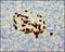 Glucagon antibody, 251754, Abbiotec, Immunohistochemistry paraffin image 