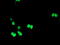 TLE Family Member 1, Transcriptional Corepressor antibody, LS-C336958, Lifespan Biosciences, Immunofluorescence image 
