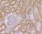 Actin Related Protein 3 antibody, NBP2-75395, Novus Biologicals, Immunohistochemistry paraffin image 