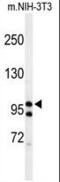 TATA-Box Binding Protein Associated Factor 2 antibody, PA5-26964, Invitrogen Antibodies, Western Blot image 