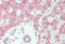Sprouty RTK Signaling Antagonist 2 antibody, MBS248417, MyBioSource, Immunohistochemistry frozen image 