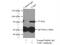 TGF-Beta Activated Kinase 1 (MAP3K7) Binding Protein 2 antibody, 14410-1-AP, Proteintech Group, Immunoprecipitation image 