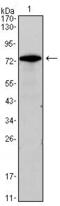 GATA Binding Protein 3 antibody, MA5-15641, Invitrogen Antibodies, Western Blot image 