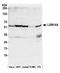 LSM14A MRNA Processing Body Assembly Factor antibody, A305-102A, Bethyl Labs, Western Blot image 