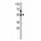 Interleukin 17 Receptor B antibody, F49849-0.4ML, NSJ Bioreagents, Western Blot image 