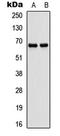 Autophagy Related 16 Like 1 antibody, LS-C358417, Lifespan Biosciences, Western Blot image 